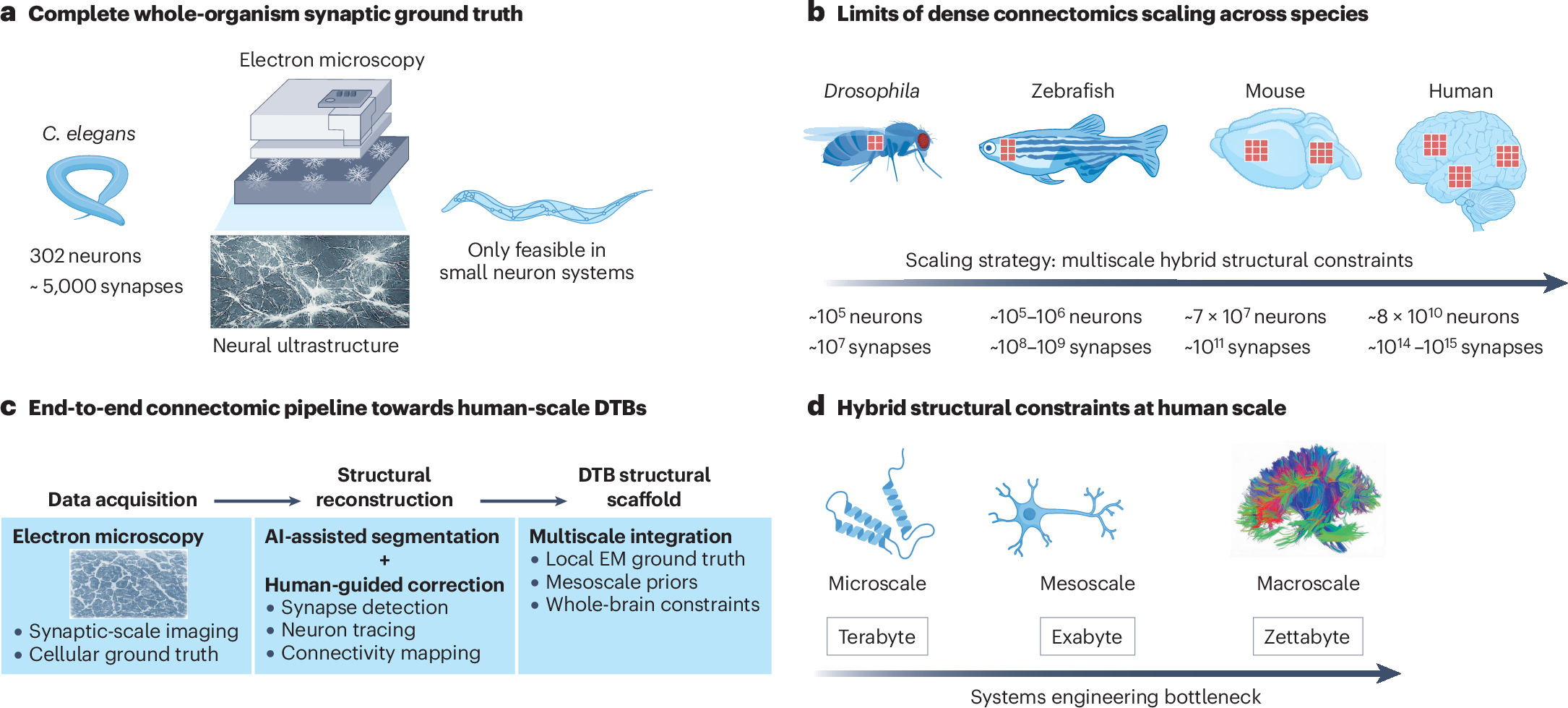 Structural constraints for DTBs across scales.