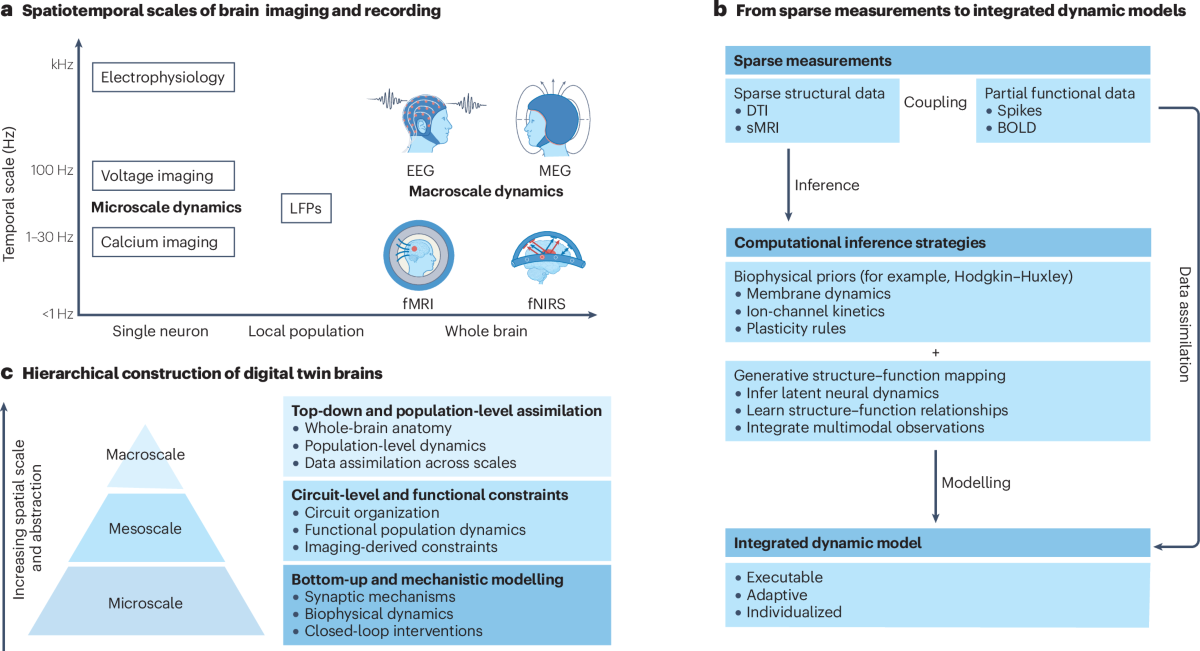Functional emulation of neural dynamics.