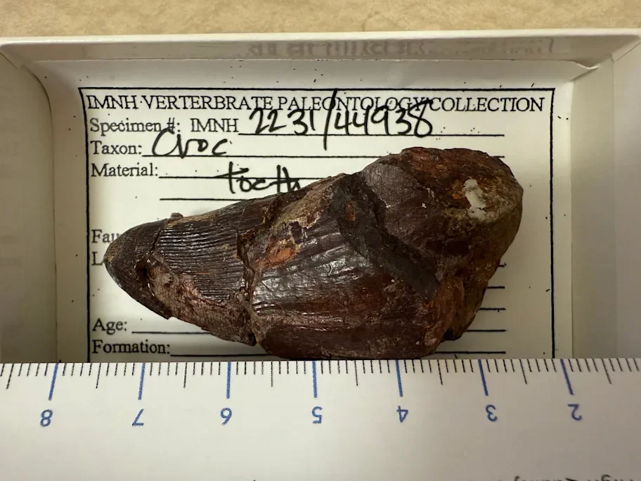 A large crocodilian tooth from the Wayan Formation. The specimen is shown next to a centimeter ruler in a specimen box on top of its specimen information card. 