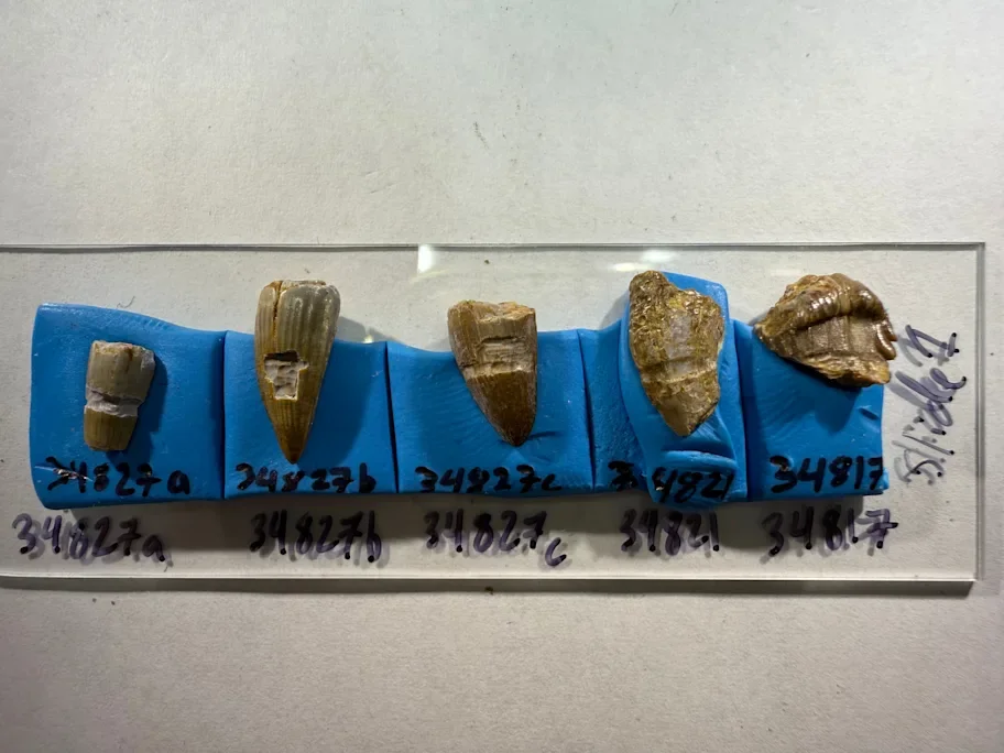 Five specimens from the Cloverly Formation assemblage after destructive sampling for isotopic composition and laser ablation analysis. The specimens from left to right are three specimens of crocodilian teeth, the fourth tooth is a Deinonychus antirrhopus tooth, and, finally, on the far right is a Sauropelta edwardsi tooth. The specimens are mounted on adhesive putty attached to a glass slide with specimen labels below them.
