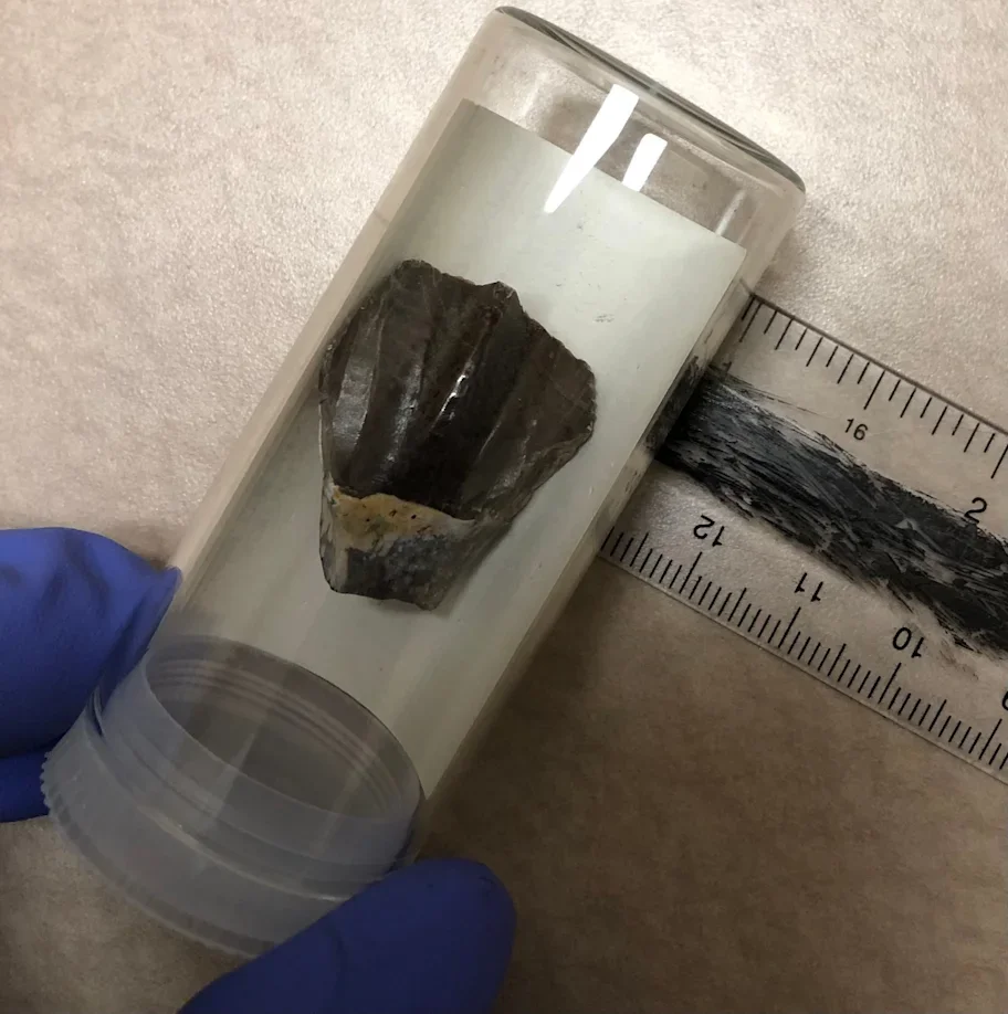 A Tenontosaurus tilletti tooth from the Cloverly Formation assemblage in a glass sample vial.