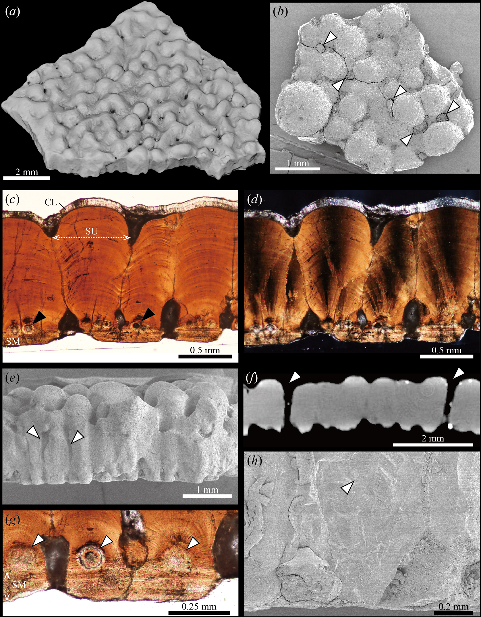 Fusioolithus oosp. from the Chorrillo Formation, southernmost Patagonia