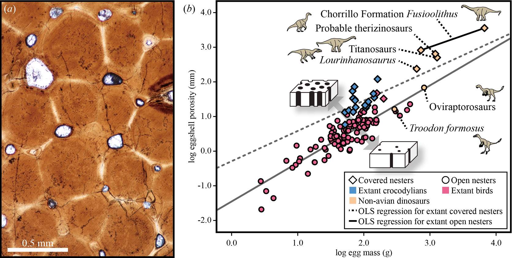 Porosity analysis of Fusioolithus oosp: (a) tangential thin section of eggshell under plane polarized light (MPM PV 23560-179), showing porous eggshell; and (b) bivariate plot of eggshell porosity and egg mass in 10-based logarithmic scale