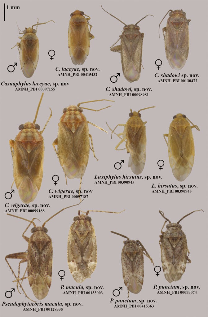 Dorsal habitus of Casuaphylus laceyae, sp. nov., Casuaphylus shadowi, sp. nov., Casuaphylus wigerae, sp. nov., Luxiphylus hirsutus, sp. nov., and Pseudophytocoris, gen. nov. spp.