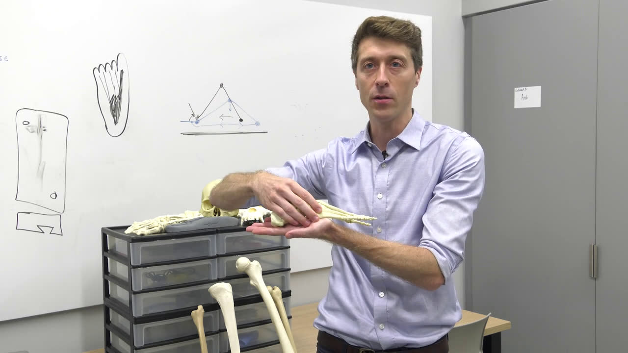 Heel-strike allowed early humans to walk farther at cost of high impact forces. 