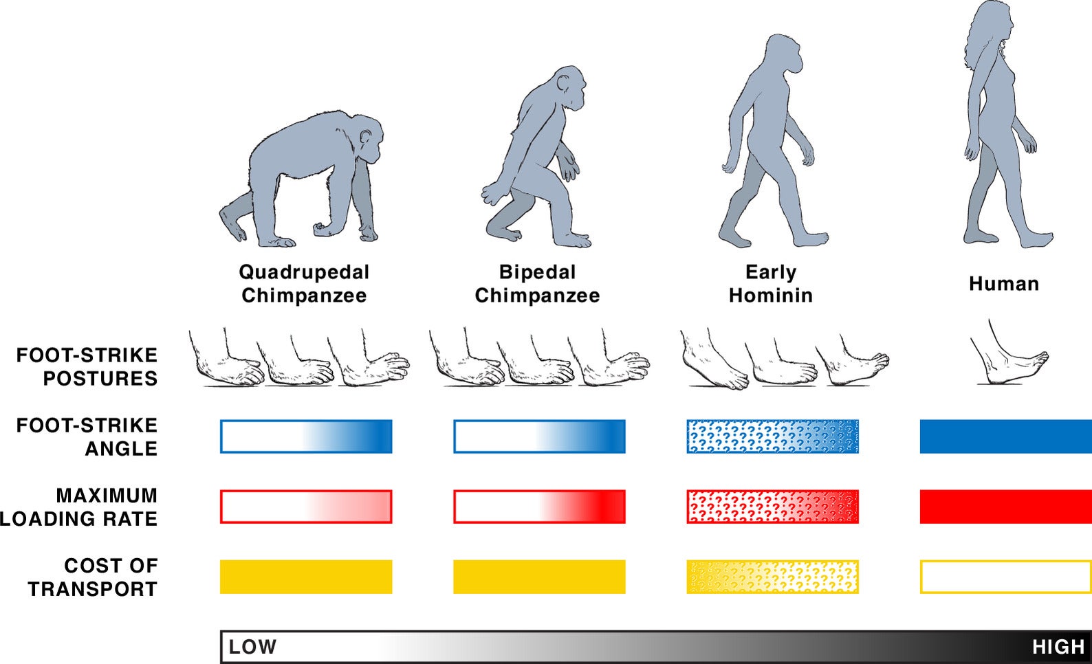 Effects of foot-strike postures on loading rates and walking costs in chimpanzees, humans, and early hominins (non-Homo hominin species from the late Miocene and the Pliocene). Color gradients in bars indicate magnitudes of variables, with darker shades indicating higher values.