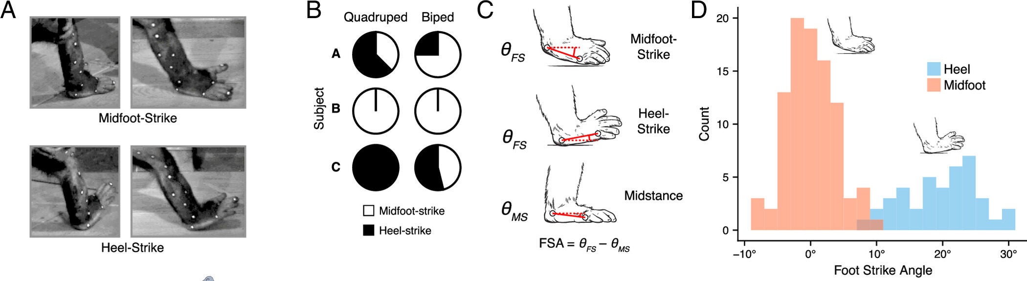 Foot-strike postures used by chimpanzees compared to those used by humans.