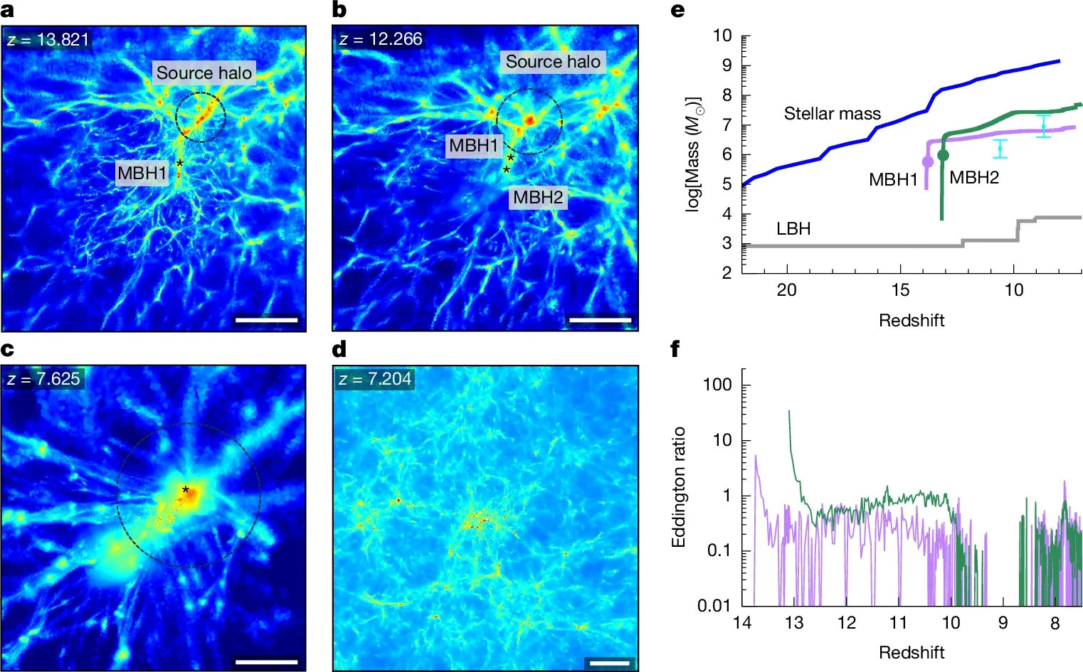 Formation and evolution of massive-seed BHs in the cosmological radiation-hydrodynamic simulation.