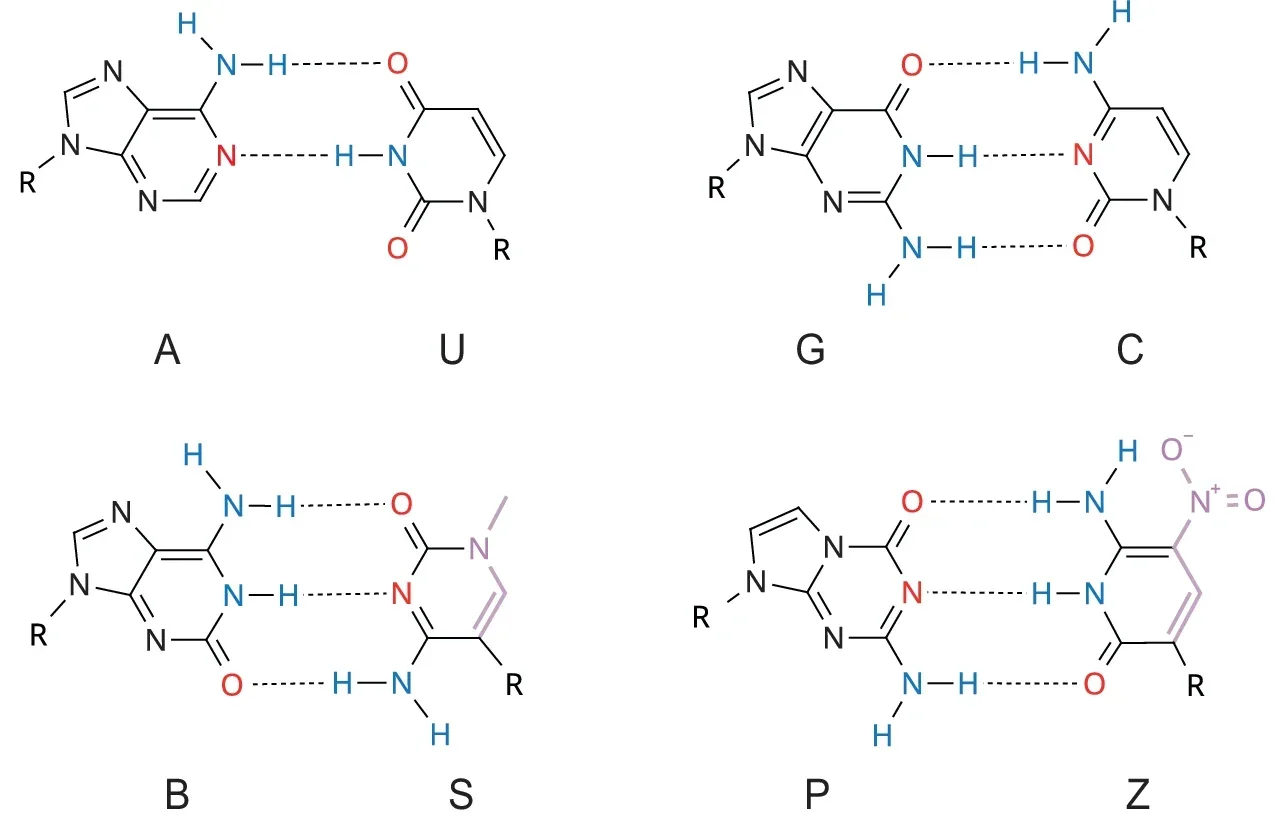 Single-nucleotide transcription assay demonstrating recognition of the P:Z base pair by E. coli RNA polymerase.