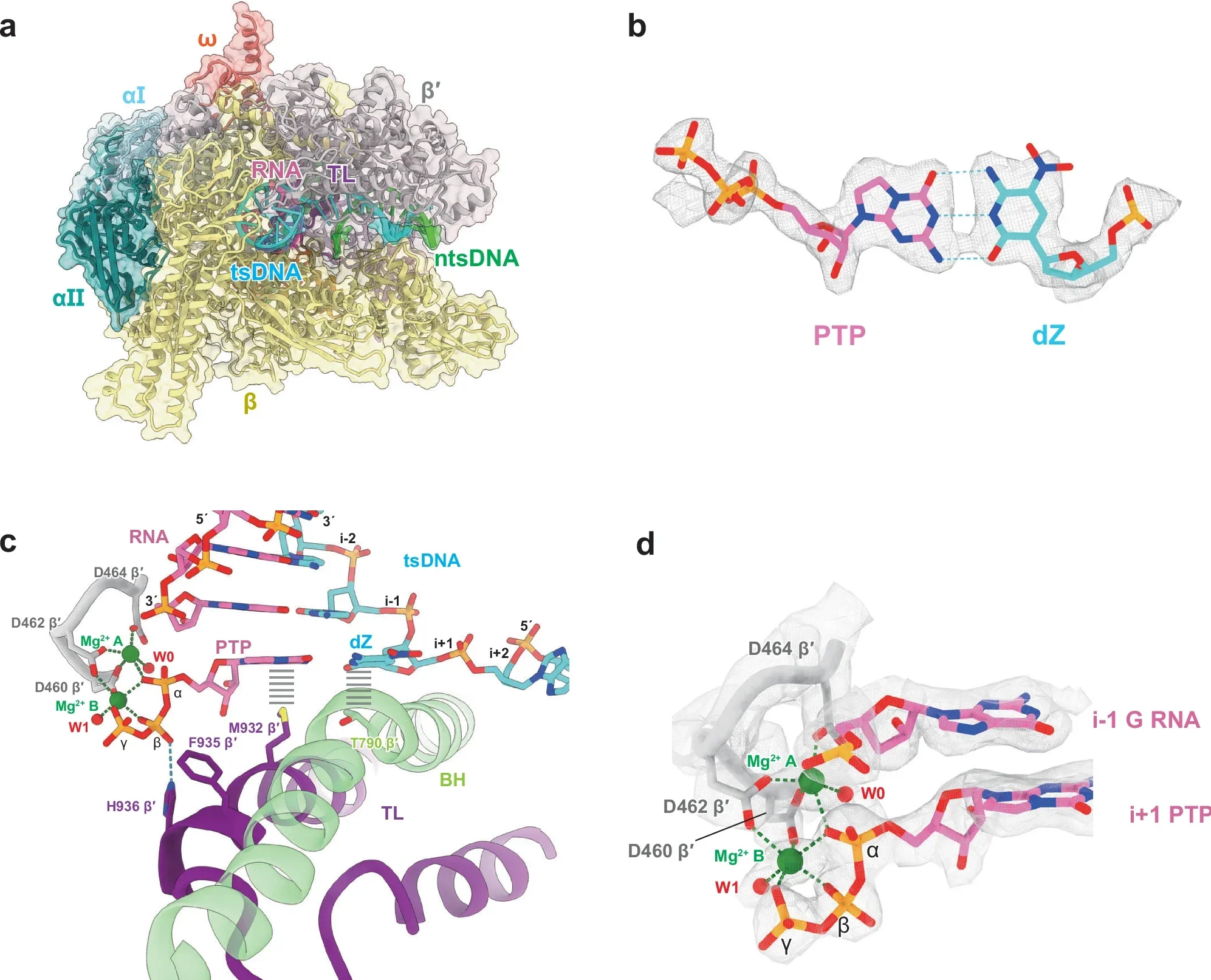Cryo-EM structure of the E. coli RNA polymerase elongation complex containing dZ:PTP.