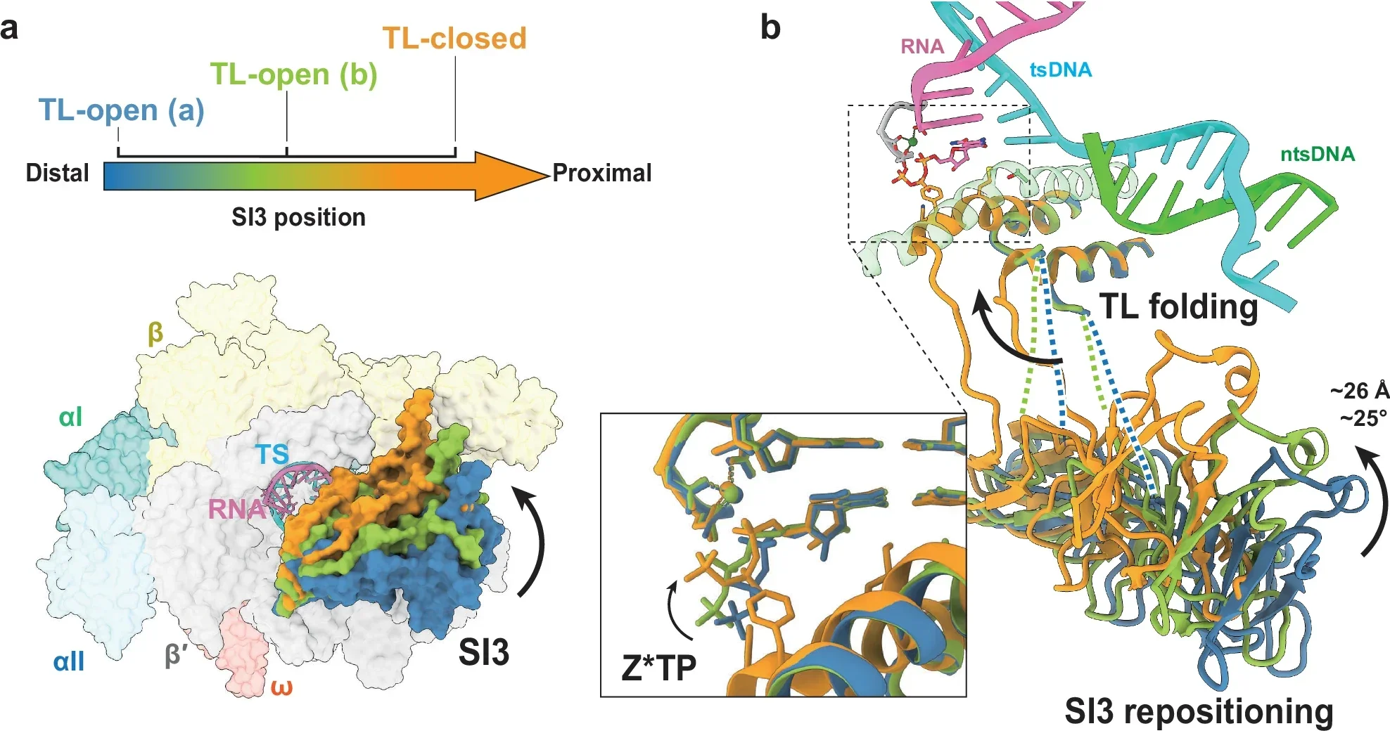 Cryo-EM structure of the E. coli RNA polymerase elongation complex containing dP:Z*TP.