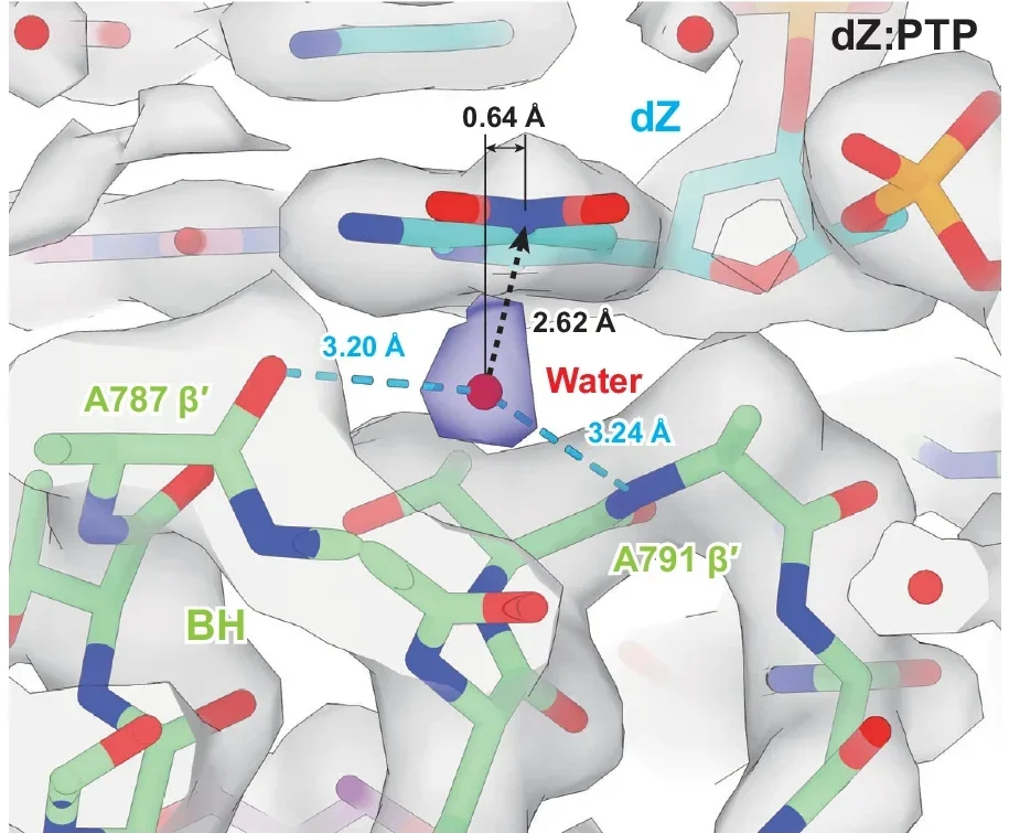Detailed view of the water-mediated interaction between BH and the nitro group of dZ. The π-hole-interacting water molecule is highlighted as a red sphere. Hydrogen bonds and the π-hole interaction are shown as blue dashed lines and black dashed arrows, respectively.