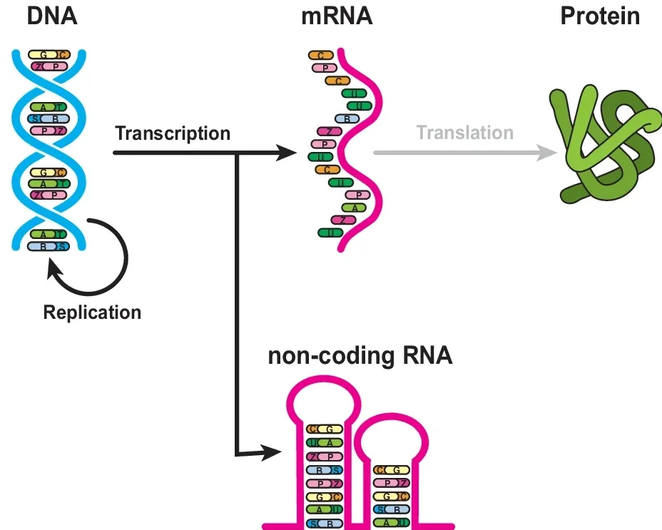 Schematic overview of the transcriptional fate of Hachimoji DNA within a cellular-style central dogma framework. E. coli RNAP transcribes an eight-letter DNA template into an expanded RNA alphabet, generating either mRNA or non-coding RNA.