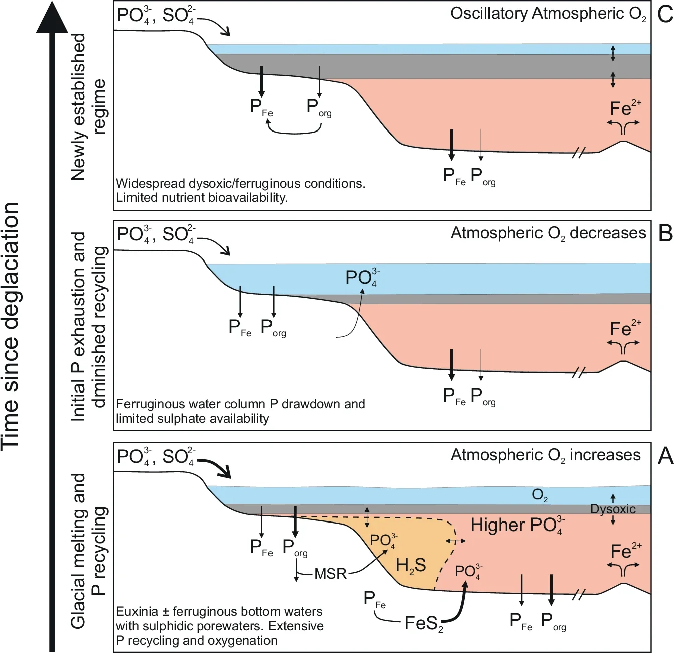 Illustrative model demonstrating the self-limiting feedbacks among the oxygen, sulphur and phosphorus cycles following glaciation.