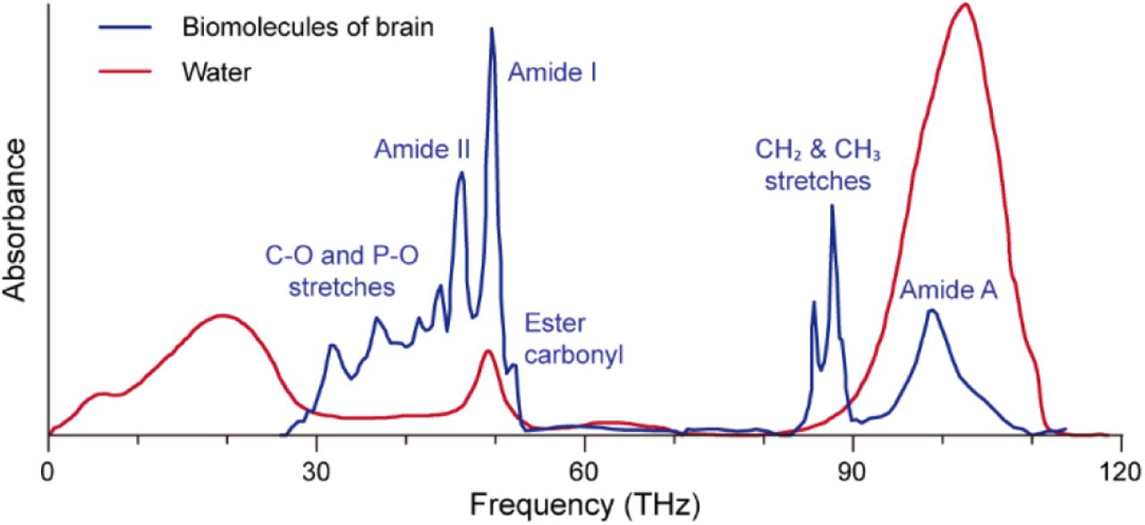 Infrared absorption spectra of biomolecules (blue) and water (red).