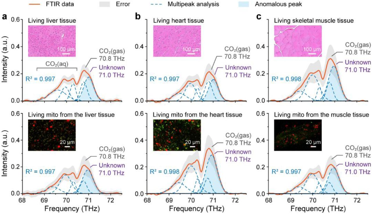 Mitochondrion-related characteristic peaks at a frequency of 71.0 THz in the spectra of living liver (a), heart (b) and skeletal muscle (c) tissues of mice together with their isolated mitochondria.