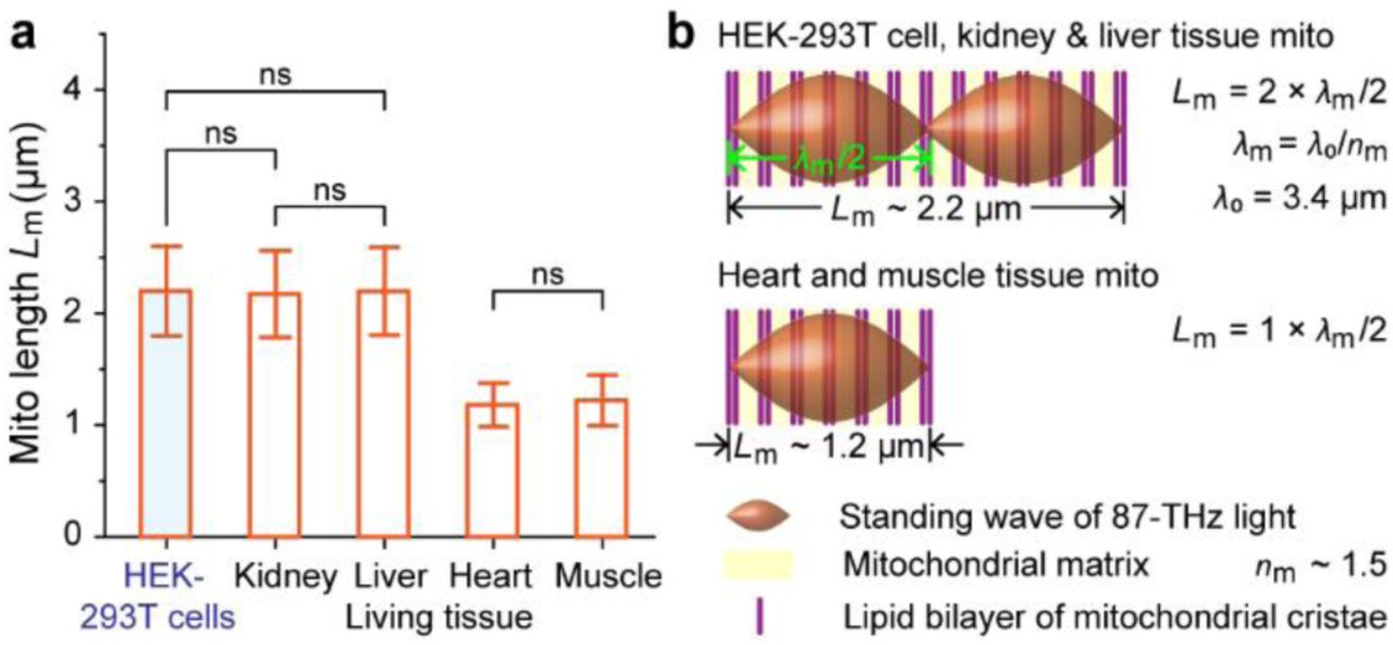 Relationship of mitochondrial length with the mitochondrial quantum state.