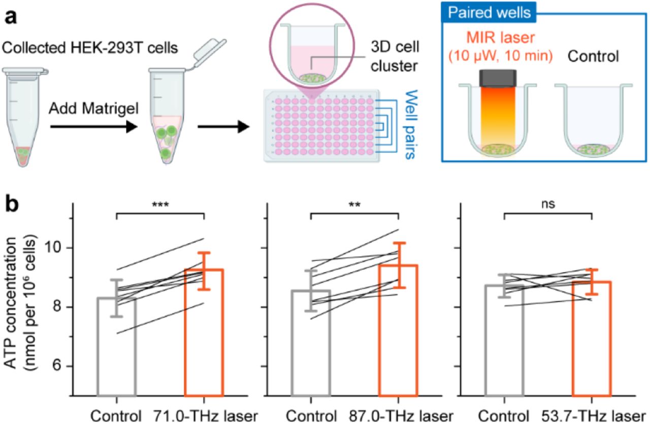 Modulation of ATP production in living HEK-293T cells by 71.0-THz and 87.0-THz mid- infrared (MIR) light.