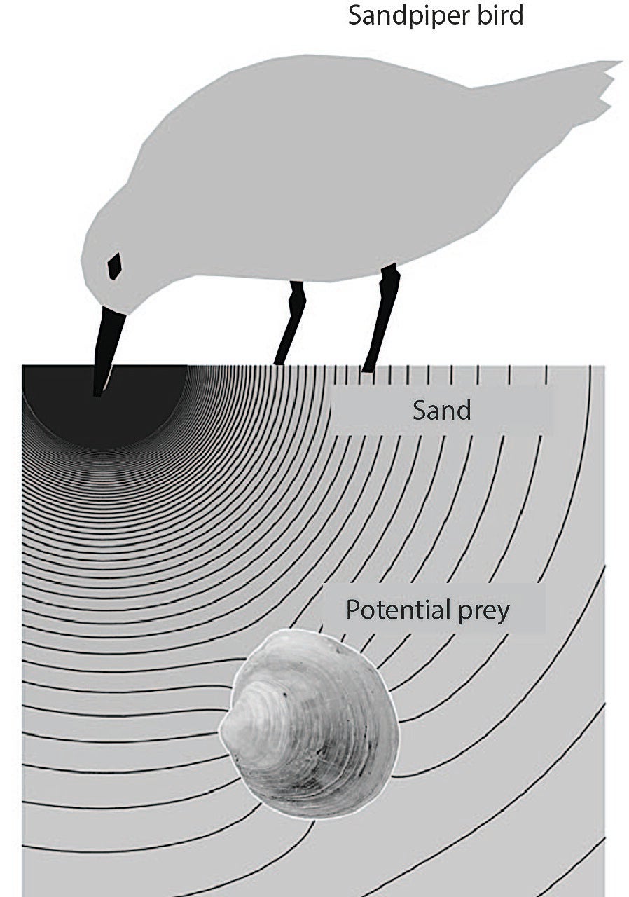 A sandpiper (red knot) produces a pressure field with the bill in a sand sediment of a hypothetical mudflat.  Modified from de Fouw et al. (2016) Animal Behaviour. 