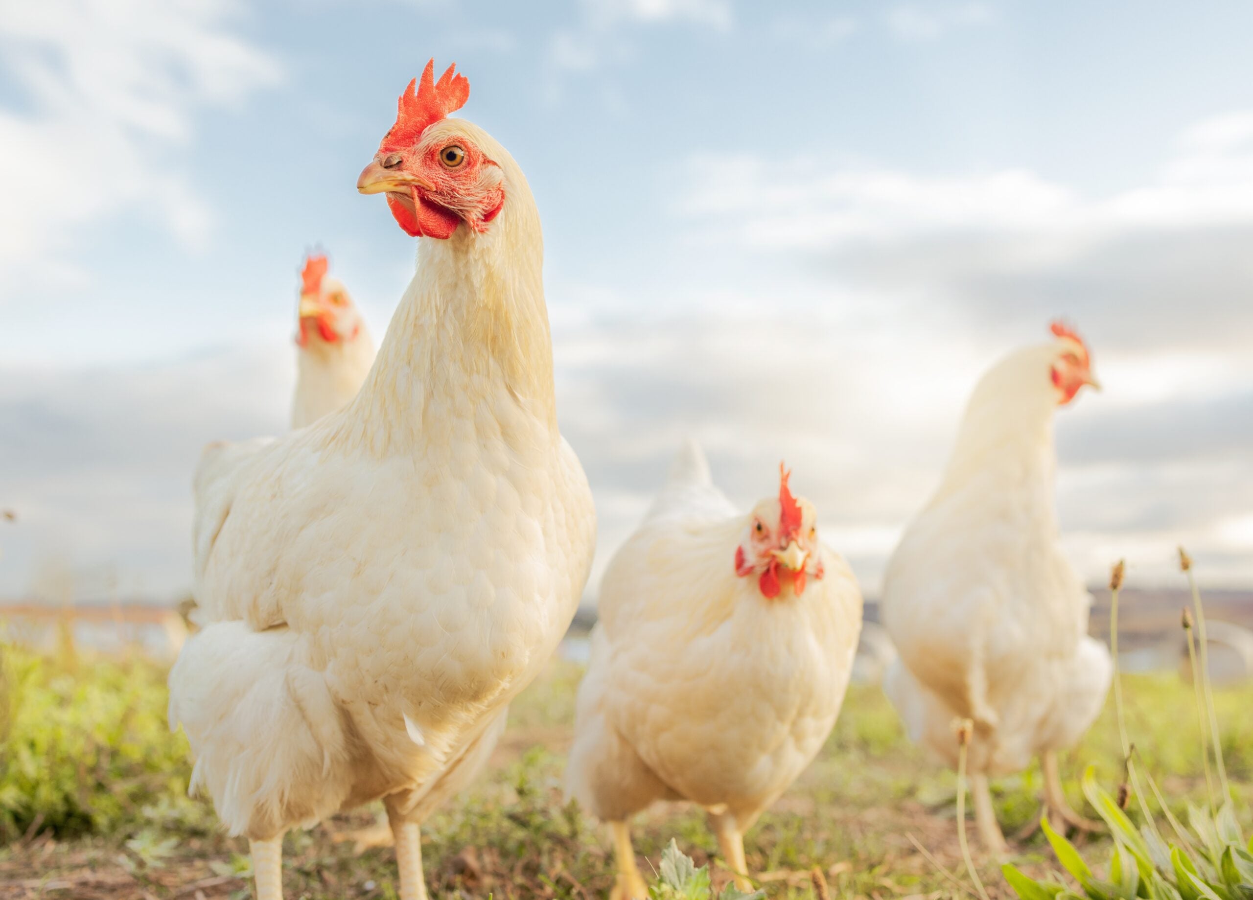Domestic chickens are generally classified as Gallus gallus domesticus