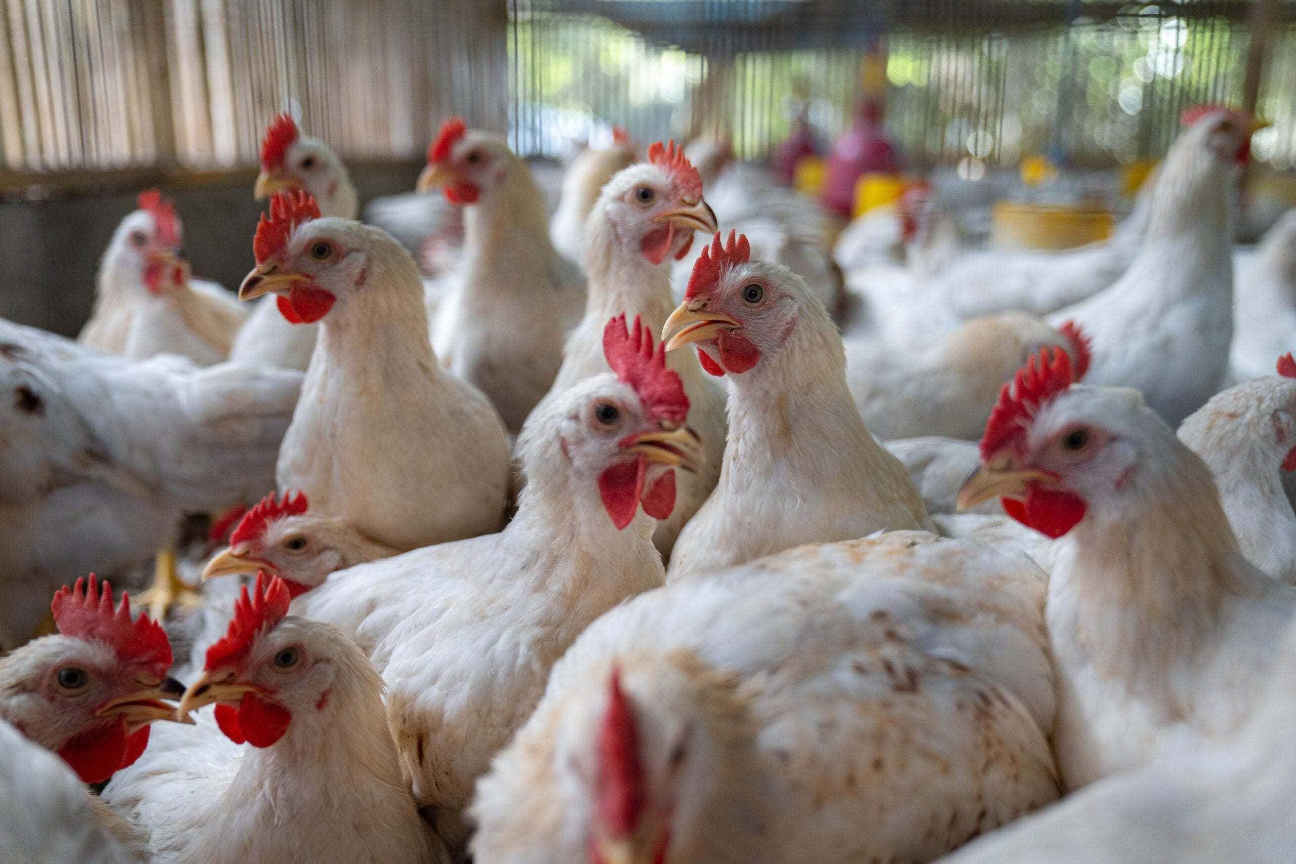 Modern domestic chickens descended primarily from red junglefowl. 