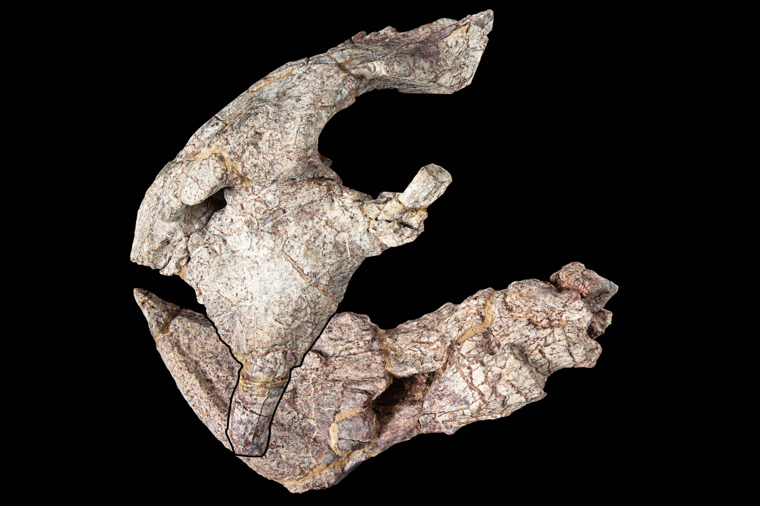 Front of cranium and the lower jaw. 
