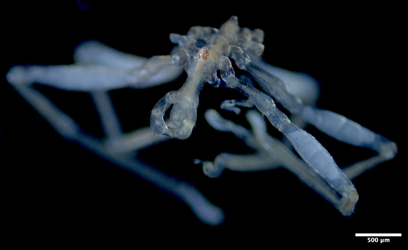 Callipallene pilosuspedes, a species of sea spider newly discovered in the Salish Sea by UBC researchers.
