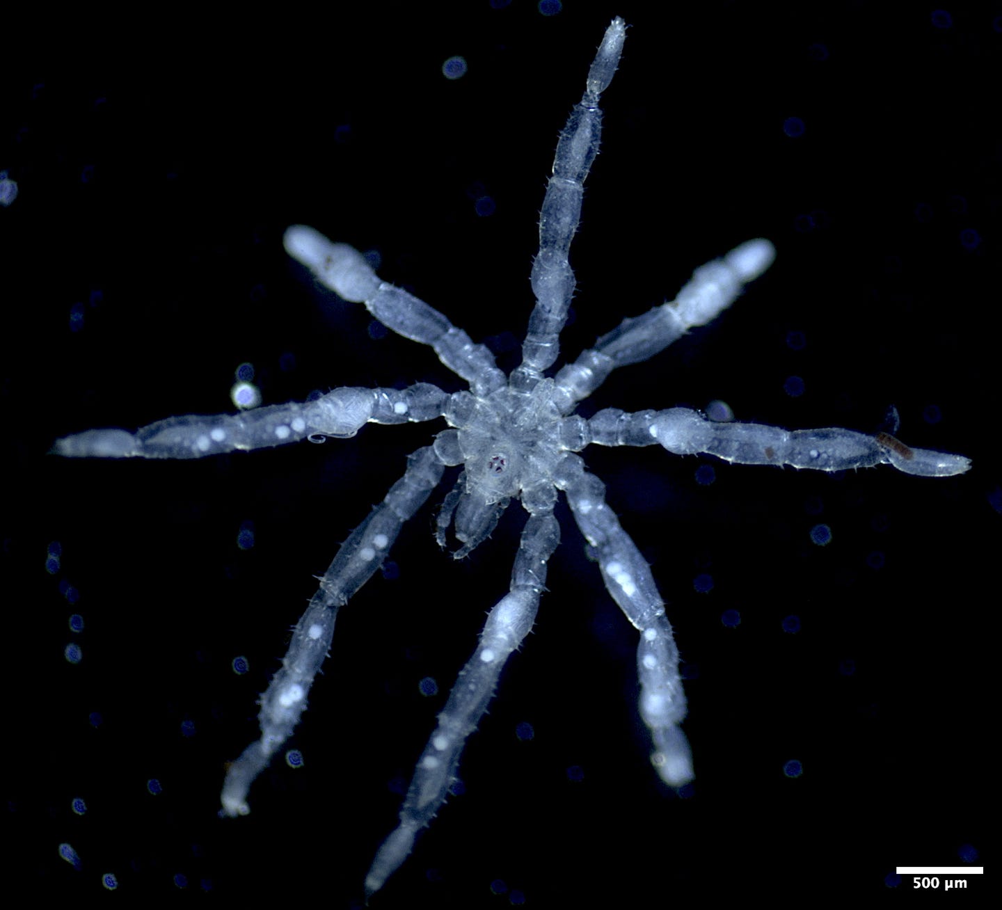 A photo of a new species of sea spider Tanystylum kiixin with eggs shown forming along the limbs.