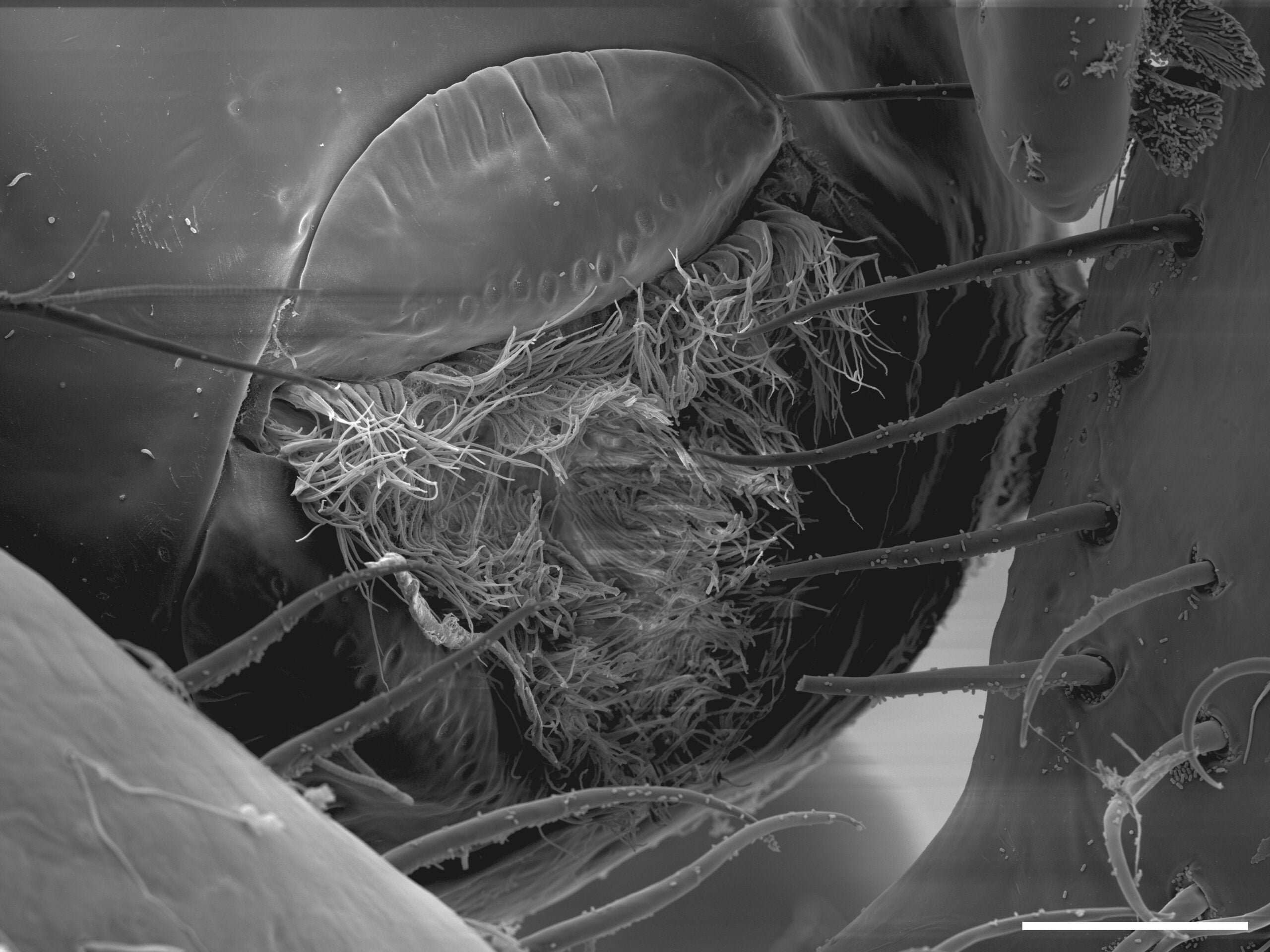 The three-lipped, tendril-filled mouth of the Callipallene pilosuspedes at 30 micrometres.
