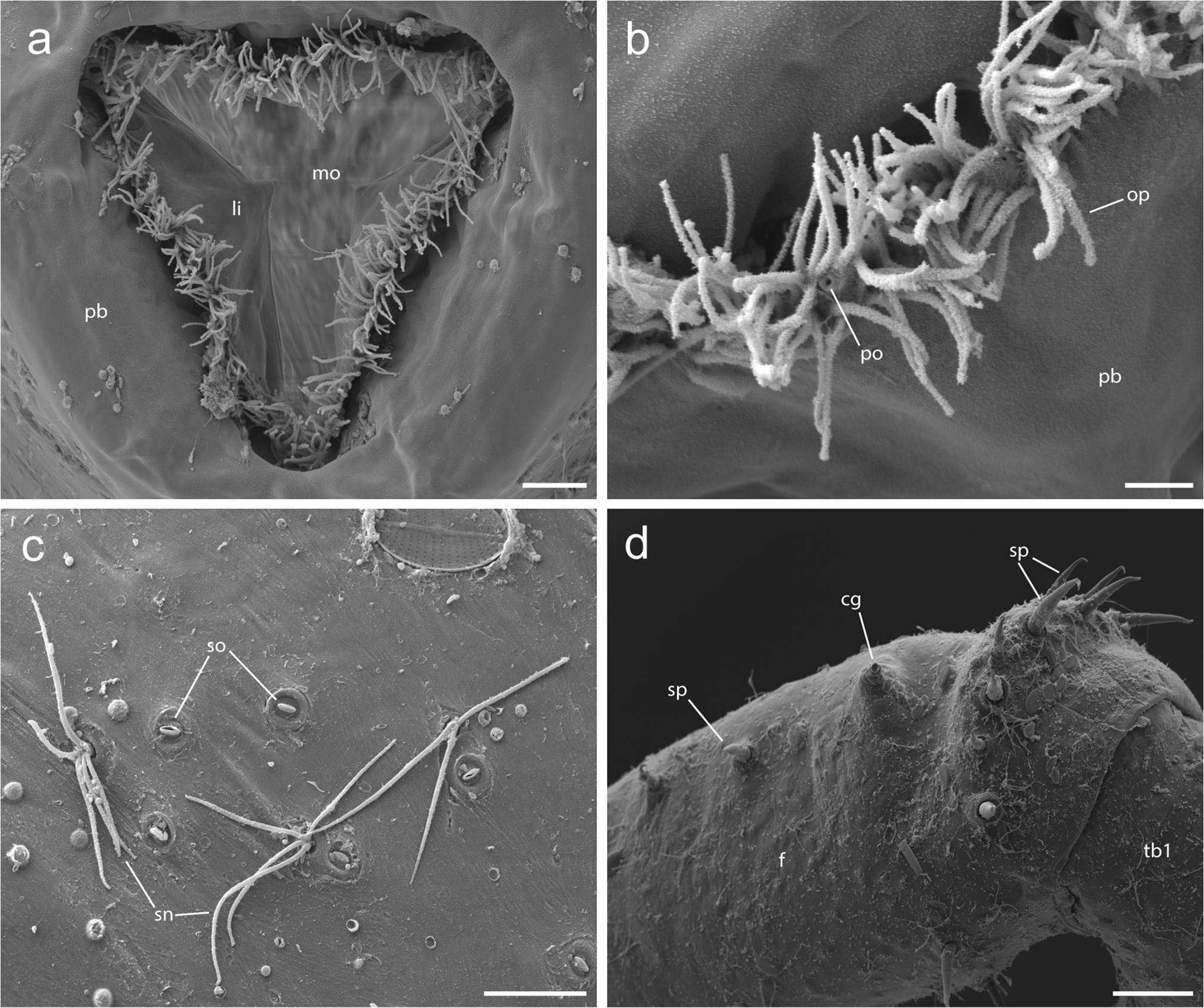 Scanning electron micrographs of Tanystylum kiixin sp. nov.; a-c: S009480, female; a: mouth opening of proboscis, scale bar = 10 μm; b: lip of proboscis with oral papillae, scale bar = 3 μm; c: sensilla of walking leg, scale bar = 10 μm; d: S009481, male, dorsal view of the femur with cement gland opening, scale bar = 50 μm