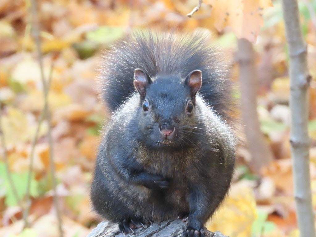 Black squirrels are particularly common in parts of the northern species range.