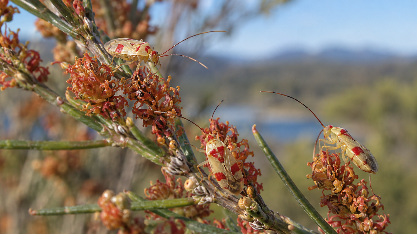 Scientists named a new genus of Australian plant bugs Swiftiephylus, inspired by Taylor Swift’s blonde hair, red lipstick and albums.