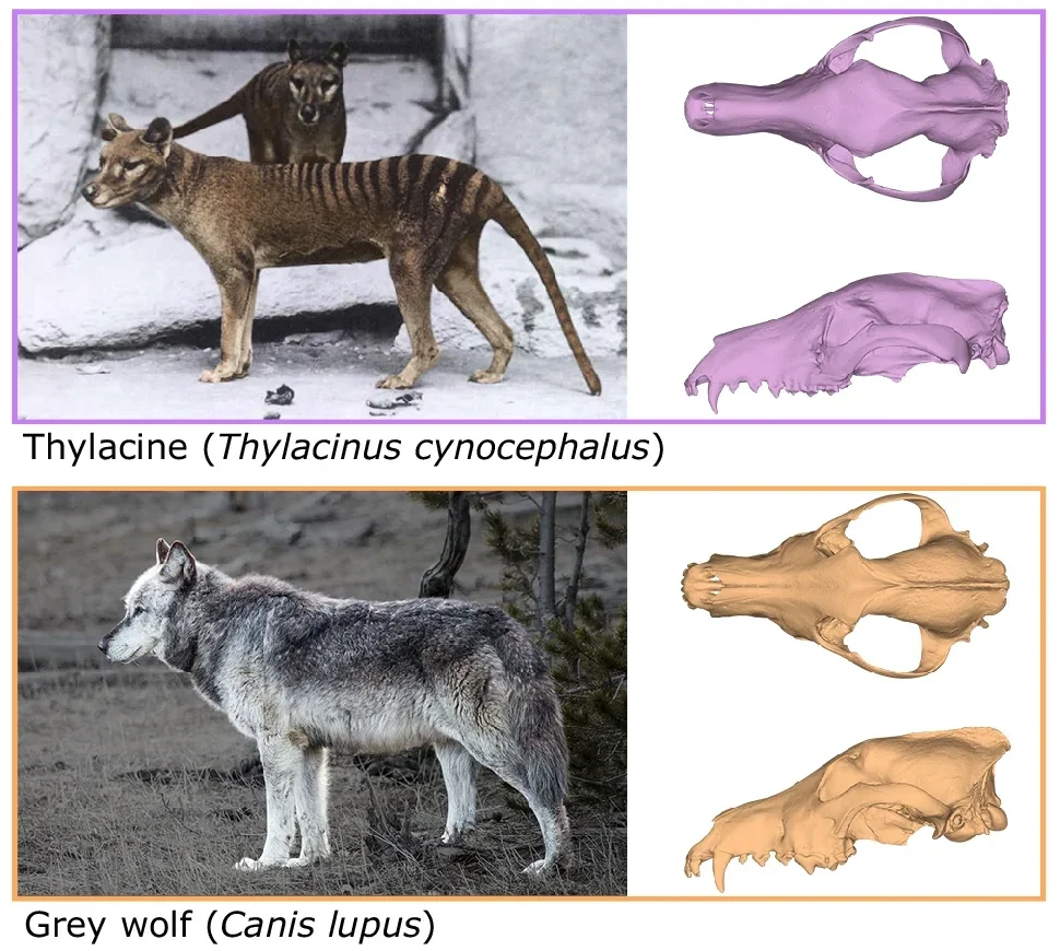 Photographs of the thylacine and wolf with dorsal and lateral views of the cranium; Principal Components (PC) Analysis plots of PC axes 1 and 2 of the thylacine cranium. 