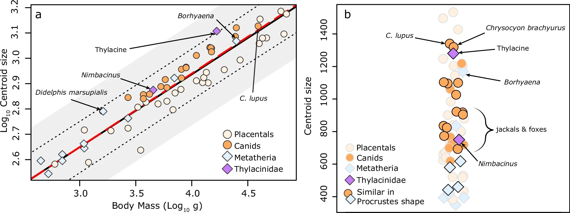Comparison of Thylacine cranial centroid size relative to the landmarked sample.