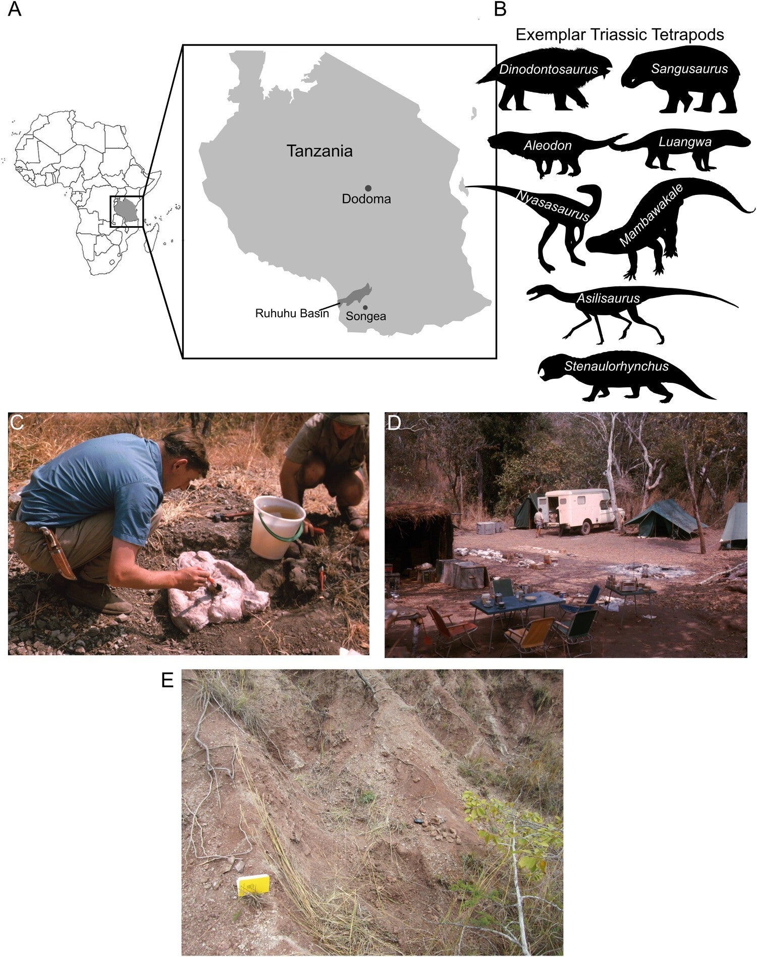 Location and excavation of fossils found in the 1963 ‘British Museum (Natural History) – University of London Joint Paleontological Expedition’ led by A. Charig and B. Cox, and Triassic taxa known from localities visited in the expedition.