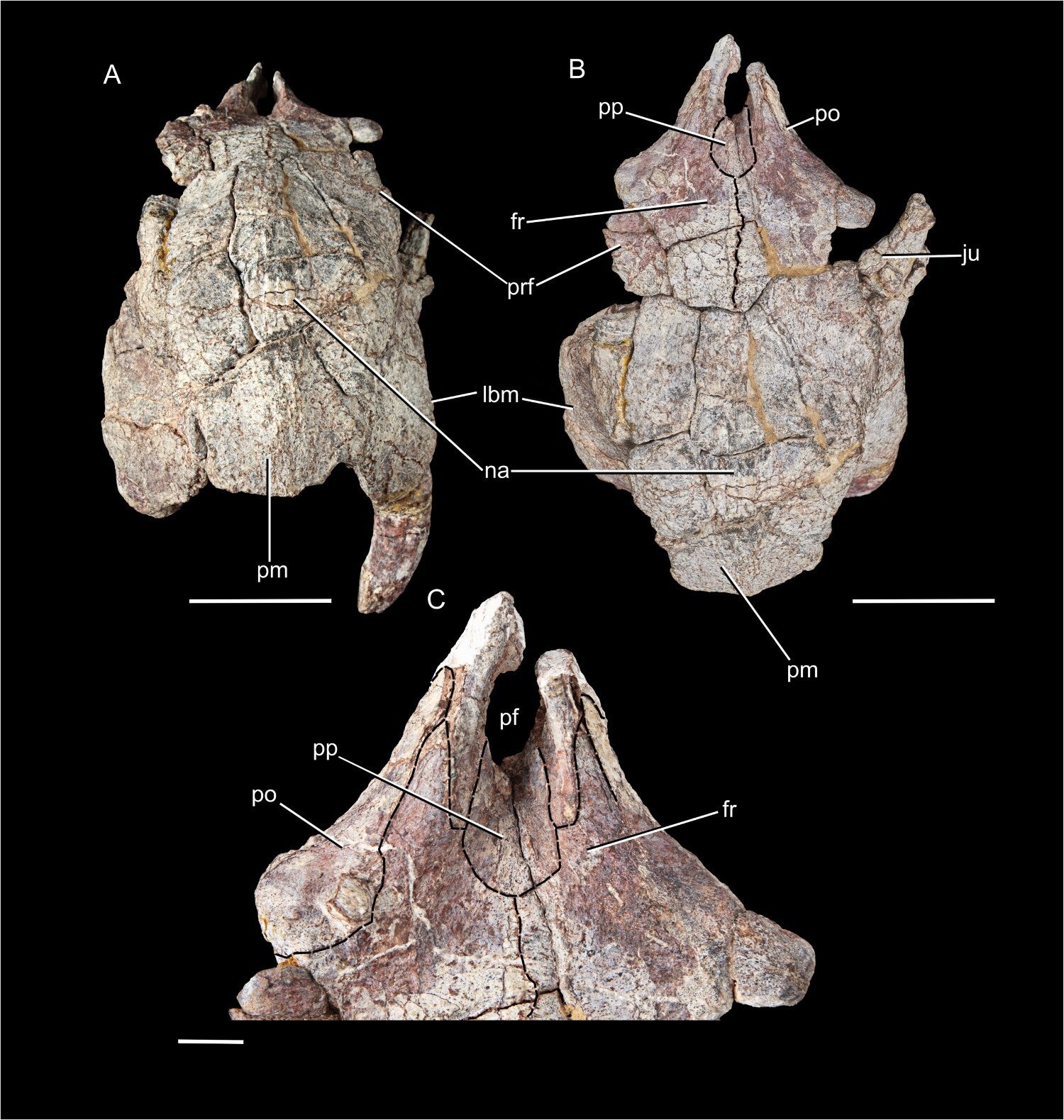 Anterior portion of the cranium of NHMUK PV R 12710(1)a (new dicynodont taxon holotype).