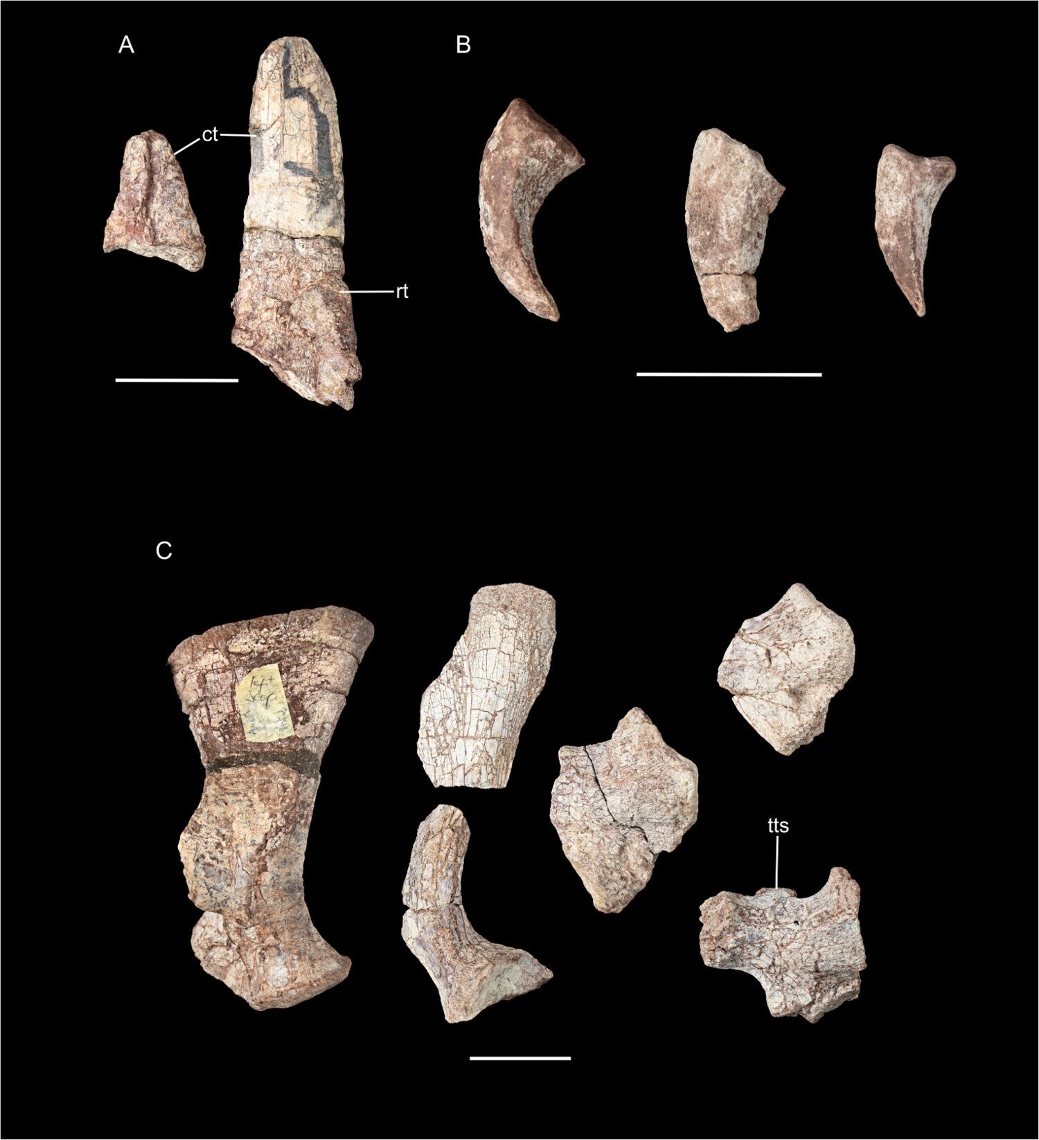 Parts of NHMUK PV R 12710 that show important aspects of anatomical variation between kannemeyeriiform dicynodonts.