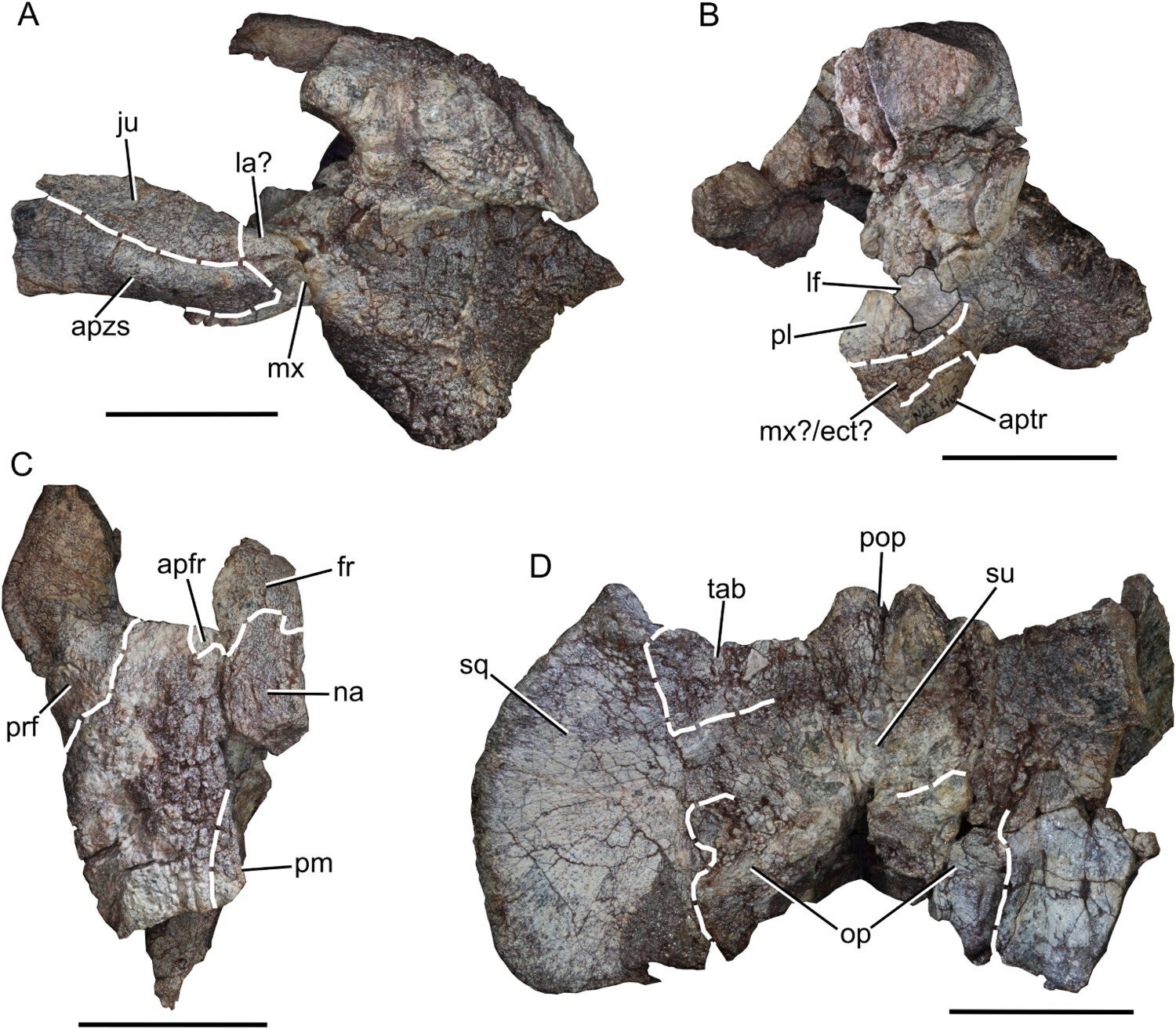 Cranial material of NMT RB462 (new dicynodont taxon referred material), views highlighting sutures that can be identified.