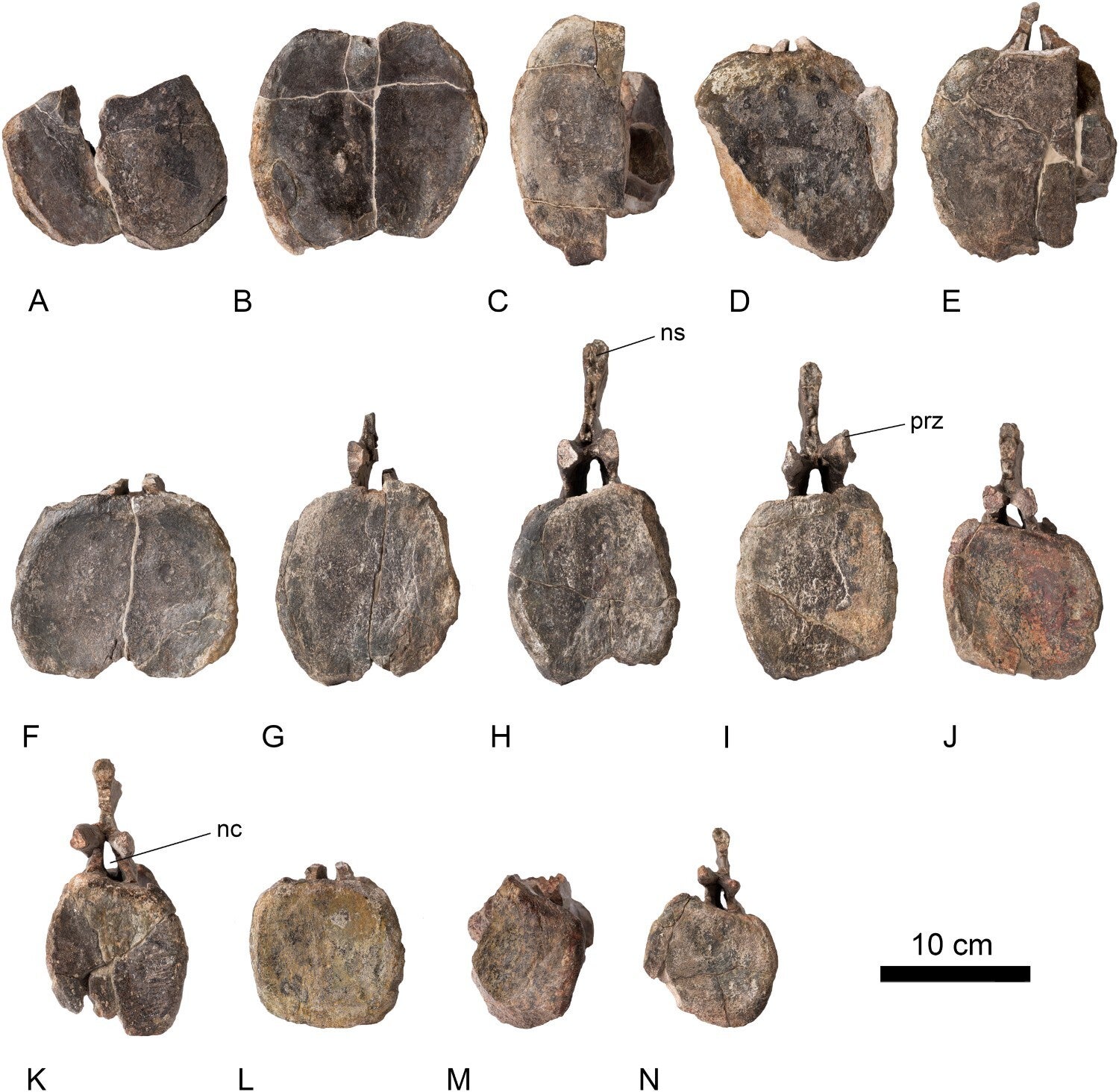Caudal vertebrae in anterior view of Diplodocus sp. (CT-30 specimen) from the La Tejería site (El Castellar, Teruel, Spain).