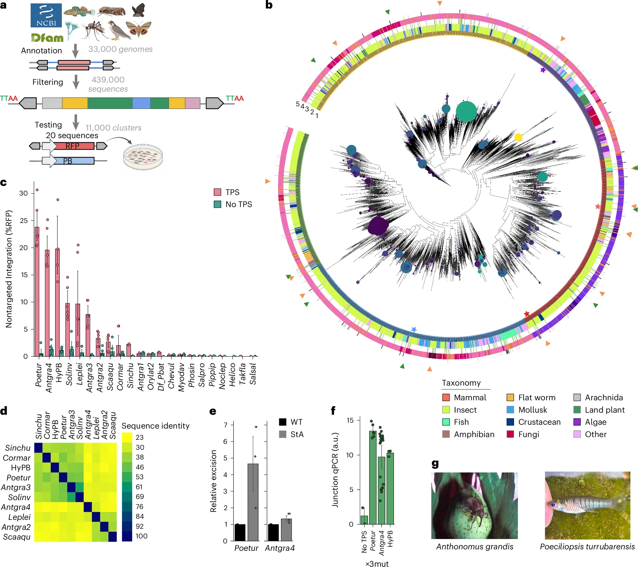 The figure maps the discovery and testing of thousands of PiggyBac transposases, identifying several active candidates across diverse species. Experiments compare their genetic similarity, integration and excision activity, and targeted DNA insertion performance.