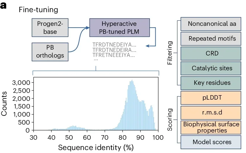 Overview of the fine-tuning and sequence generation pipeline. The Progen2-base model was fine-tuned on a set of over 10,000 PiggyBac orthologs identified through the bioprospecting pipeline.