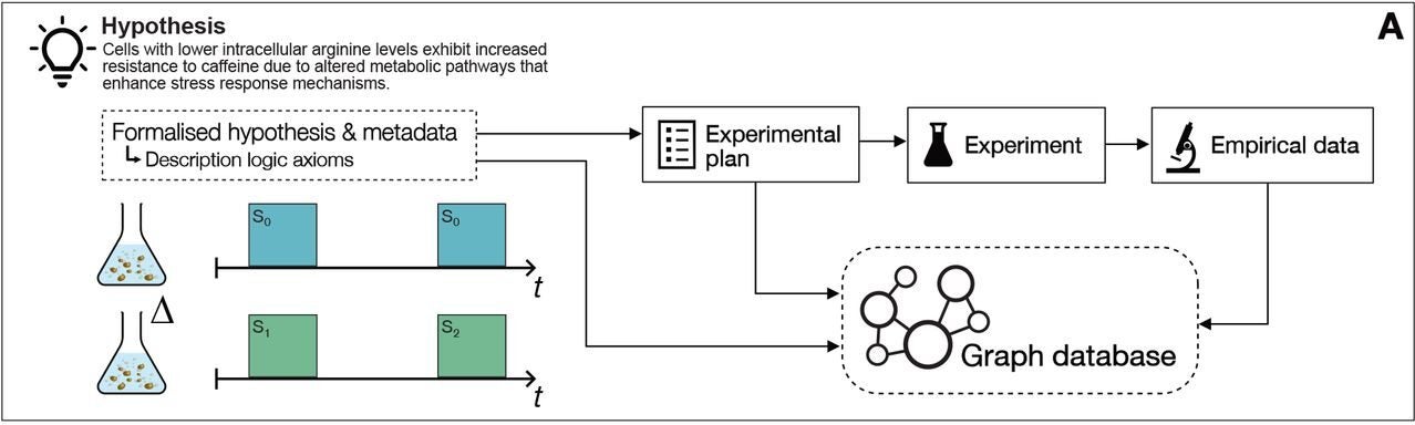 The hypothesis, in its original form as a logic program and also with the LLM output, is formalized into description logic axioms using an extended version of the Ascomycete Phenotype Ontology (APO); the generated experimental plans are stored using terms from the Ontology for Biomedical Investigations (OBI); and empirical data is stored using terms from the Genesis ontology.