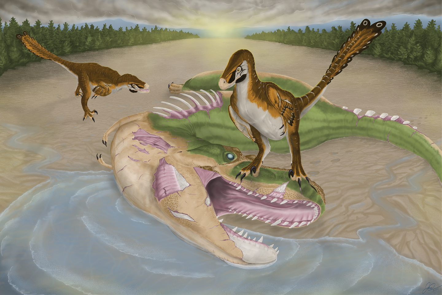 Reconstruction of potential scenario for the cause of tooth marks on TMP 2022.007.0040: Atrociraptor scavenge the carcass of Albertosaurus along the edge of a river floodplain; artwork by JAD.