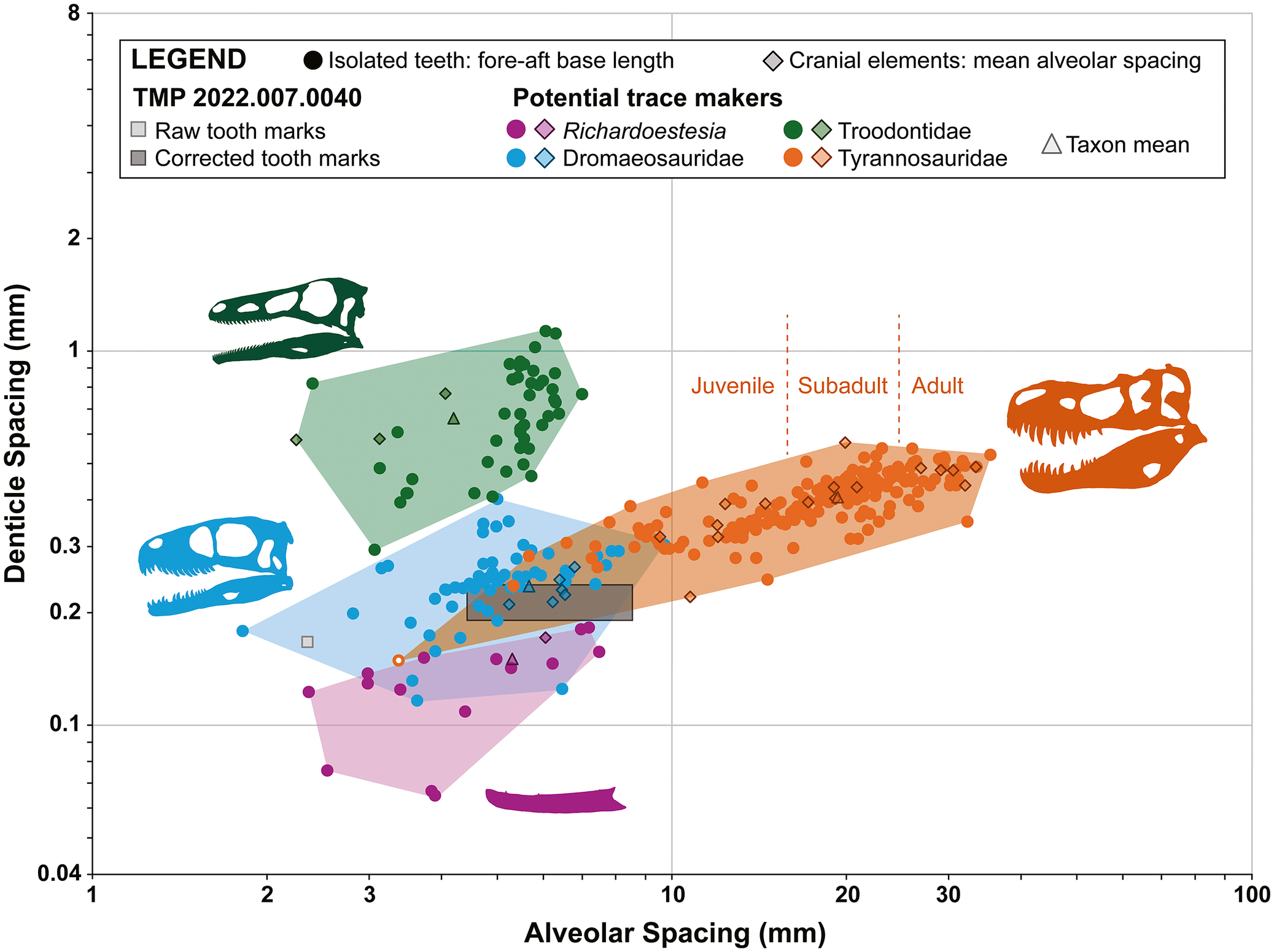 Denticle/Alveolar Spacing biplot; paired denticle spacing and tooth fore–aft base length/alveolar spacing data demonstrating morphospace occupied by potential trace makers for the tooth and denticle marks
