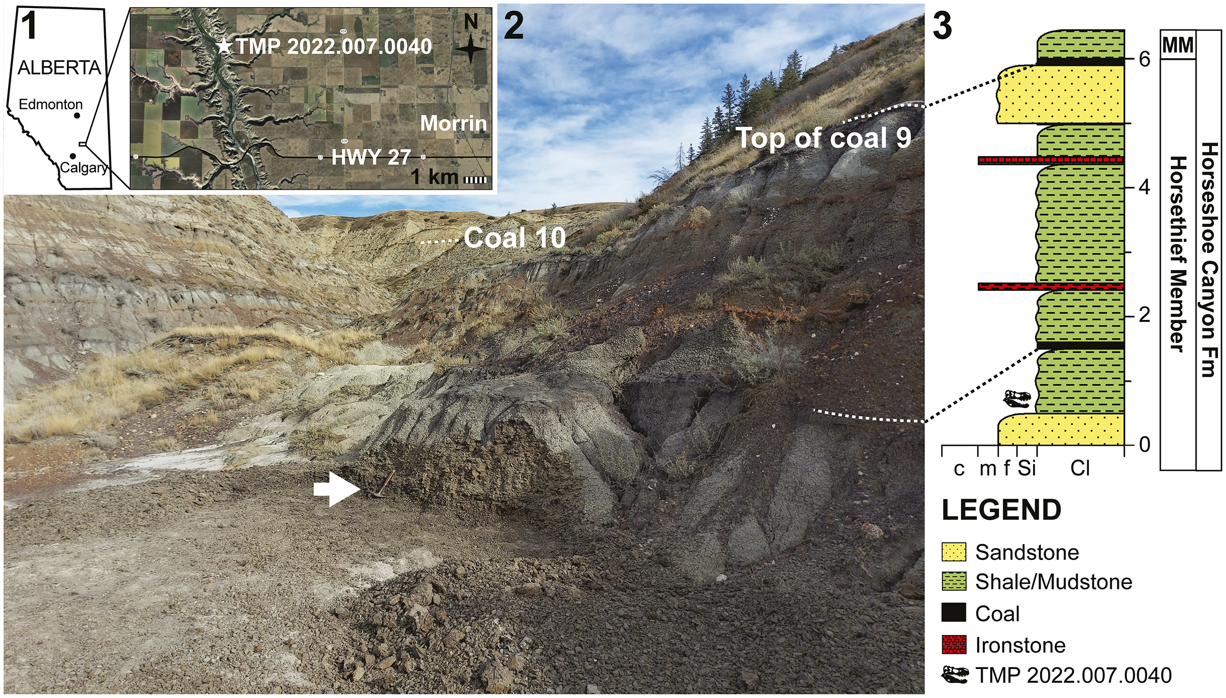 Panel 1 contains a map of Alberta, Canada, showing Edmonton and Calgary, with an inset satellite map of the Red Deer River valley. Panel 2 is a photograph of the excavation site. Panel 3 is a stratigraphic column of the Horsethief Member within the Horseshoe Canyon Formation.