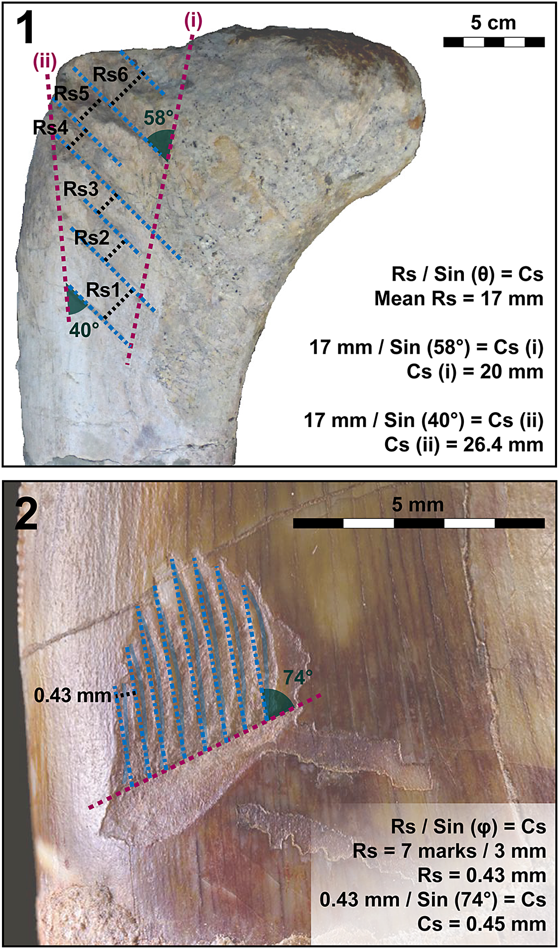 (1) Tooth mark spacing correction applied to tooth marks on a diplodocoid femur. (2) denticle mark spacing correction applied to a tooth mark on an abelisaurid tooth.