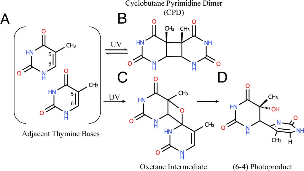 Schematic representation of the formation mechanisms of UV-induced CPD and (6-4) thymine photoproducts. 