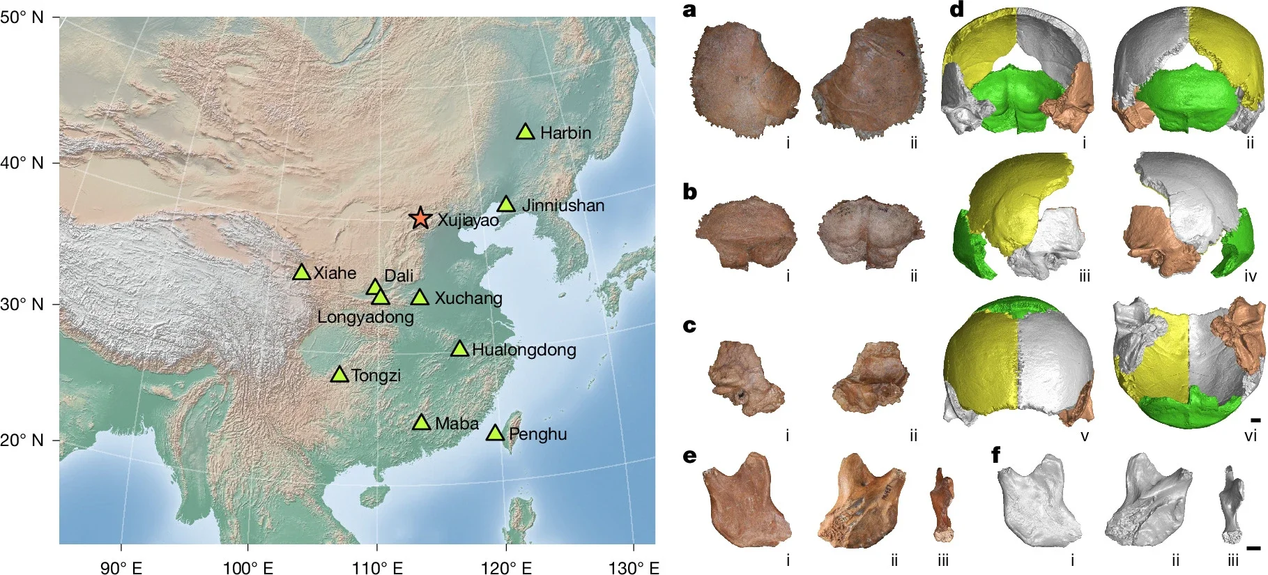 Geographical locations, original fossils and virtual reconstructions.