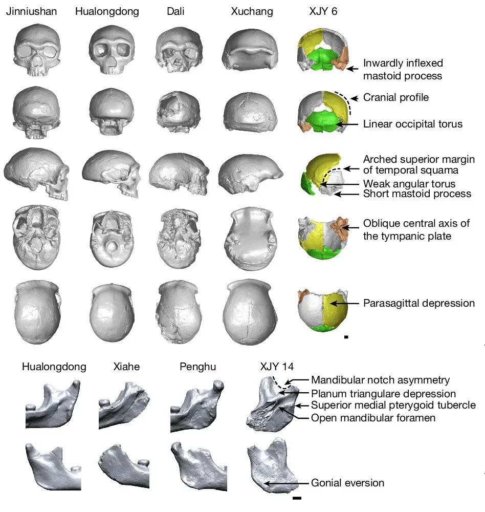 The cranial and mandibular traits of Xujiayao and its morphological comparison with other East Asian late Middle Pleistocene archaic Homo.