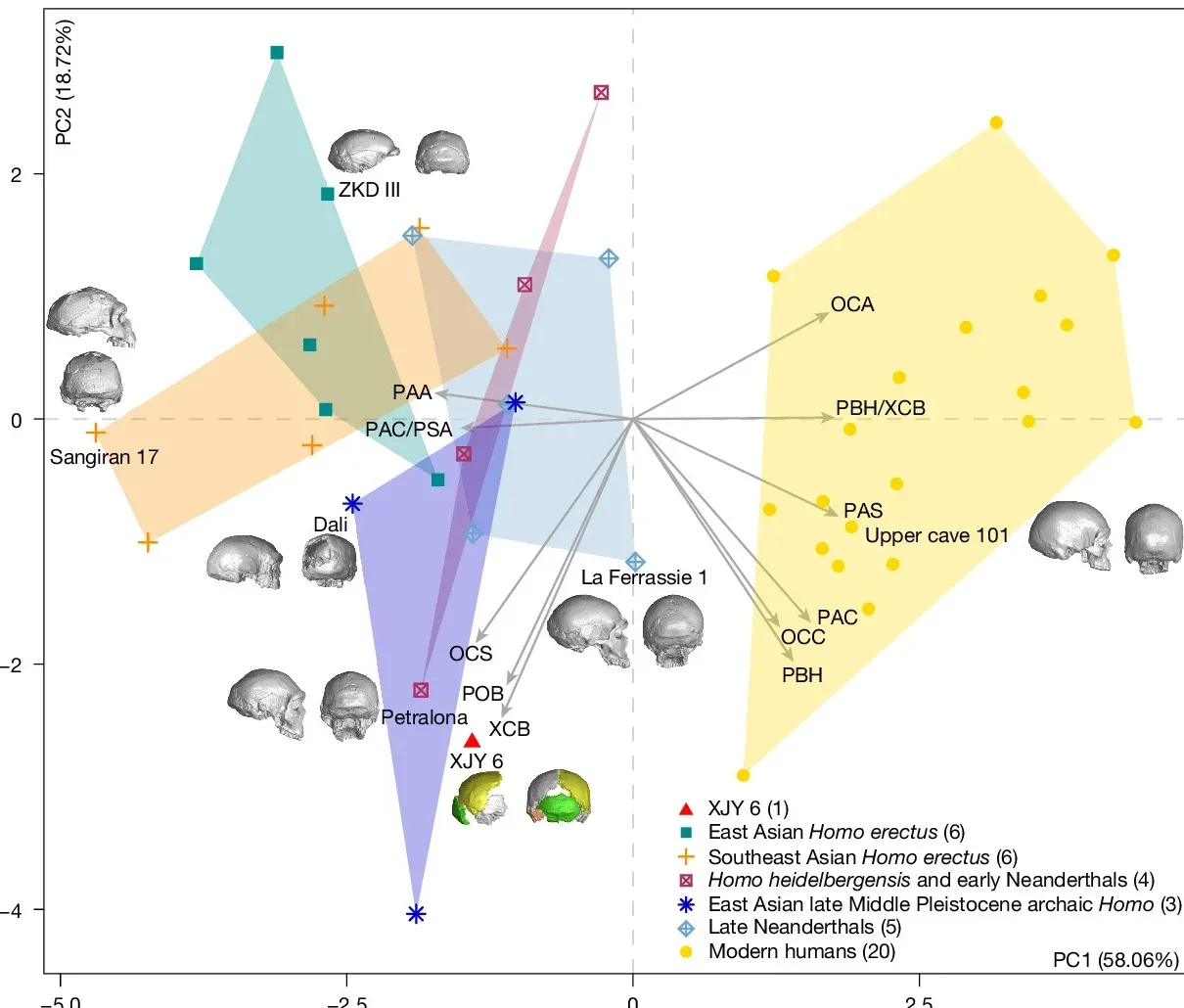  Principal component analyses of cranial linear dimensions, angles and indices of Xujiayao 6 cranium and comparative specimens. Three-dimensional models of representative hominin crania from different taxonomic groups were added to virtually illustrate the morphological variations.